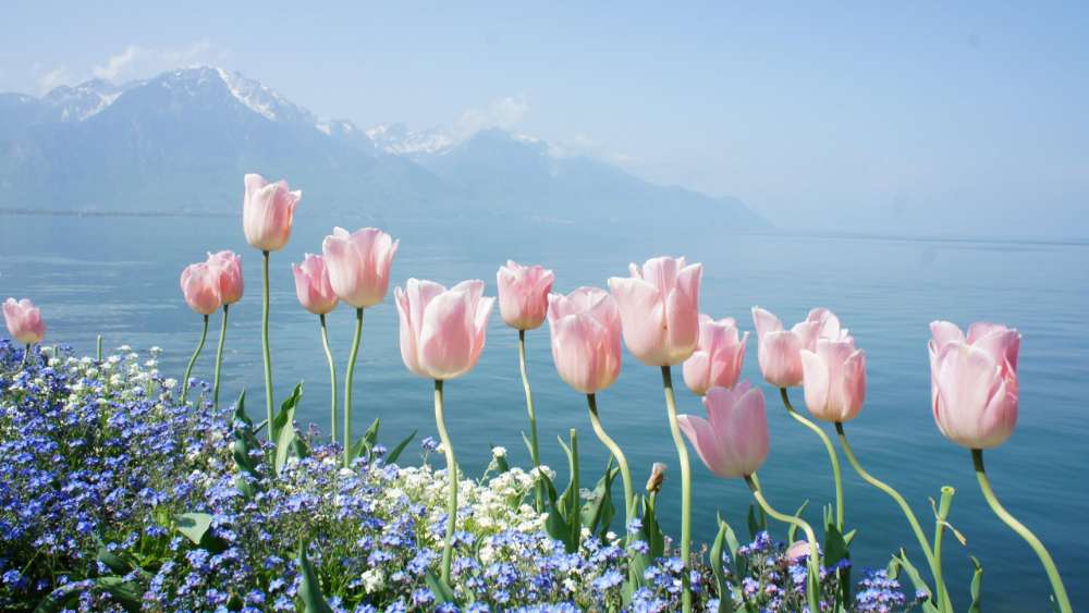 Springtime Tulips by the Mountainous Seashore wallpaper