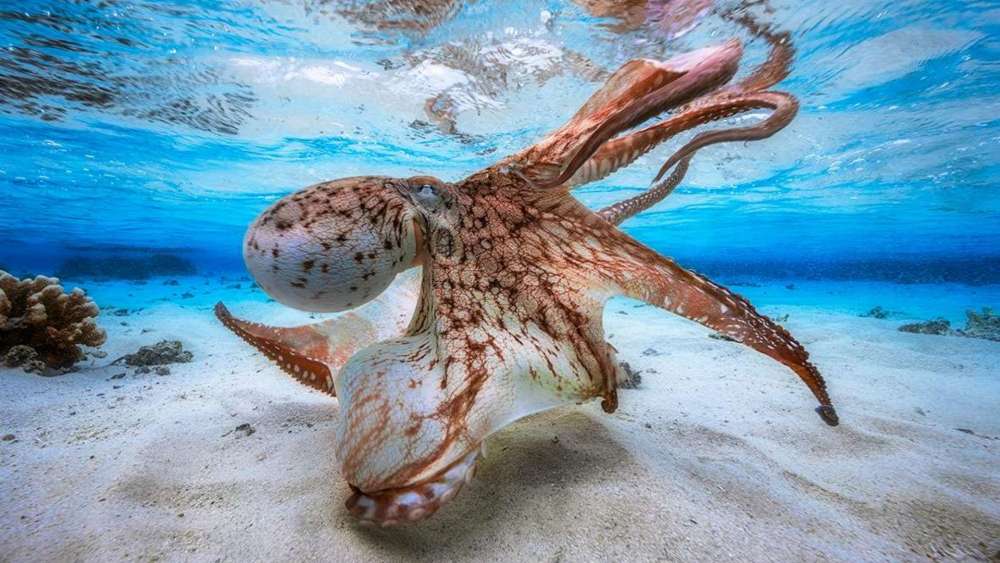 Majestic Octopus in Crystal Waters wallpaper