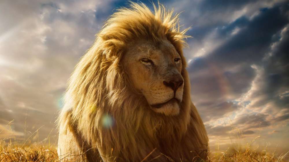 Majestic Lion Reigns Under Golden Skies wallpaper