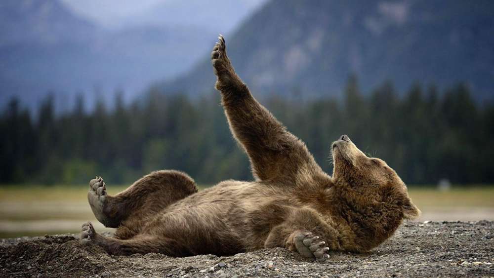 Grizzly Bear's Relaxing Moment in Nature wallpaper