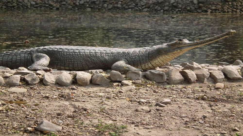 Wallpaper from animals category