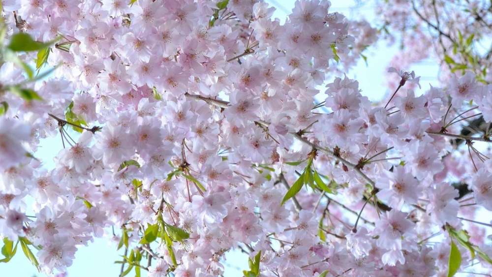 Blossoming Cherry Branches in Spring wallpaper
