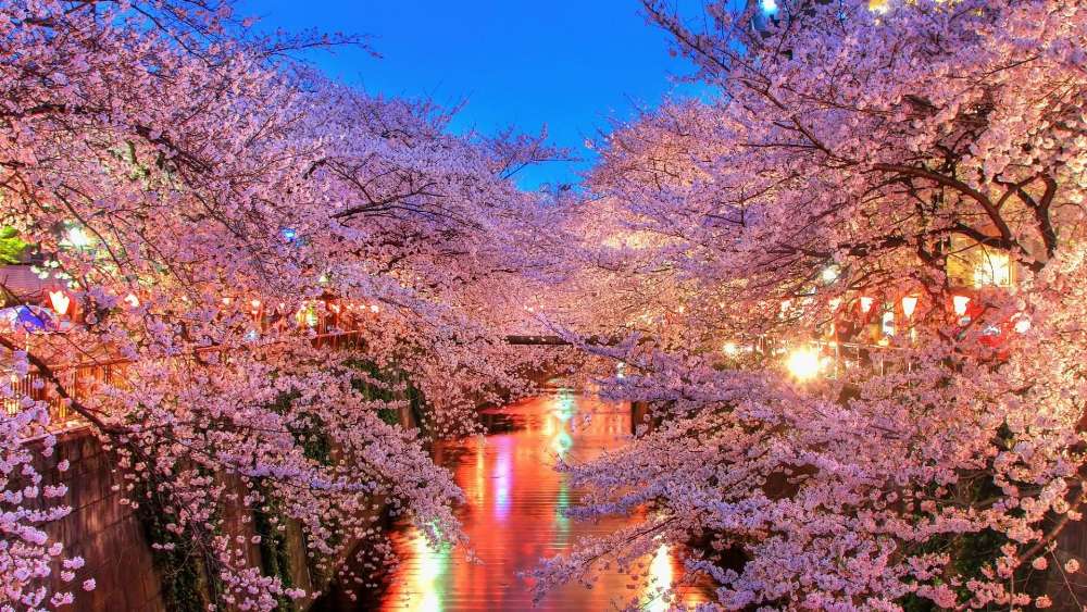 Sakura Bloom by the River wallpaper