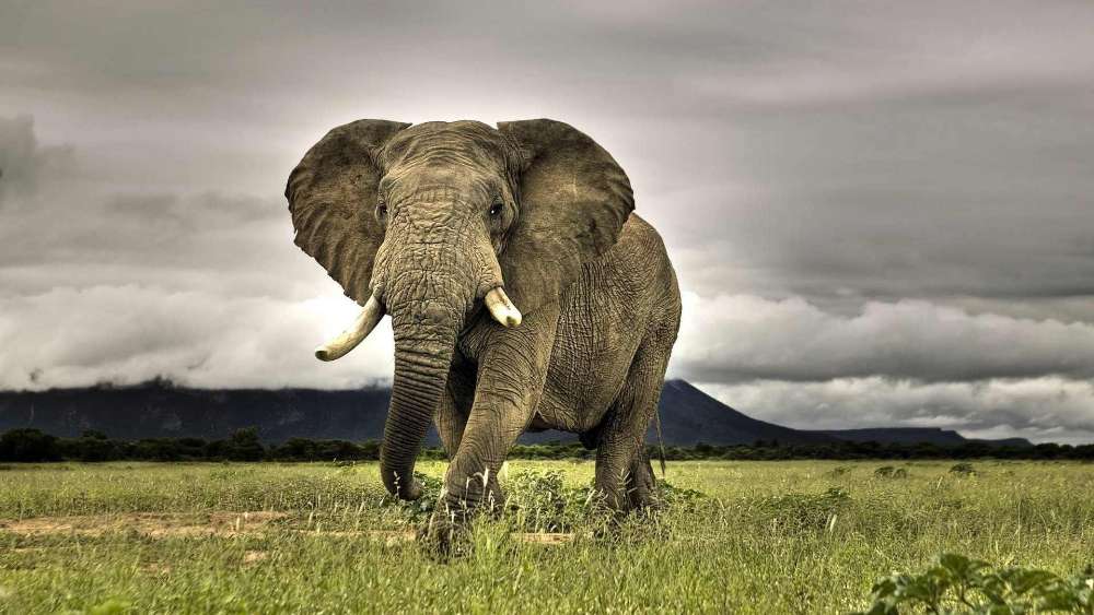 Majestic Elephant Charging Under Stormy Skies wallpaper