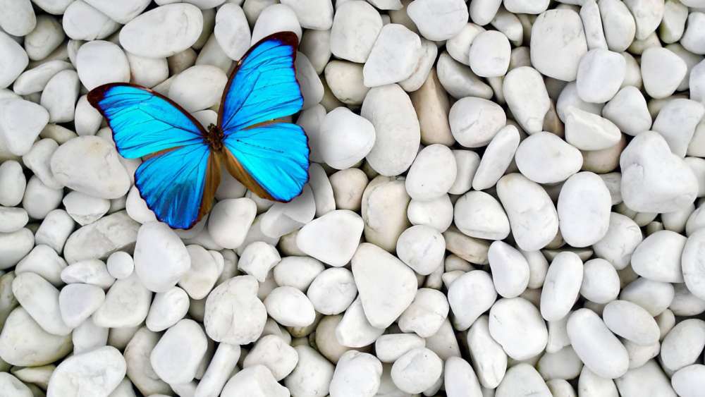 Vibrant Blue Butterfly on Pebble Bed wallpaper