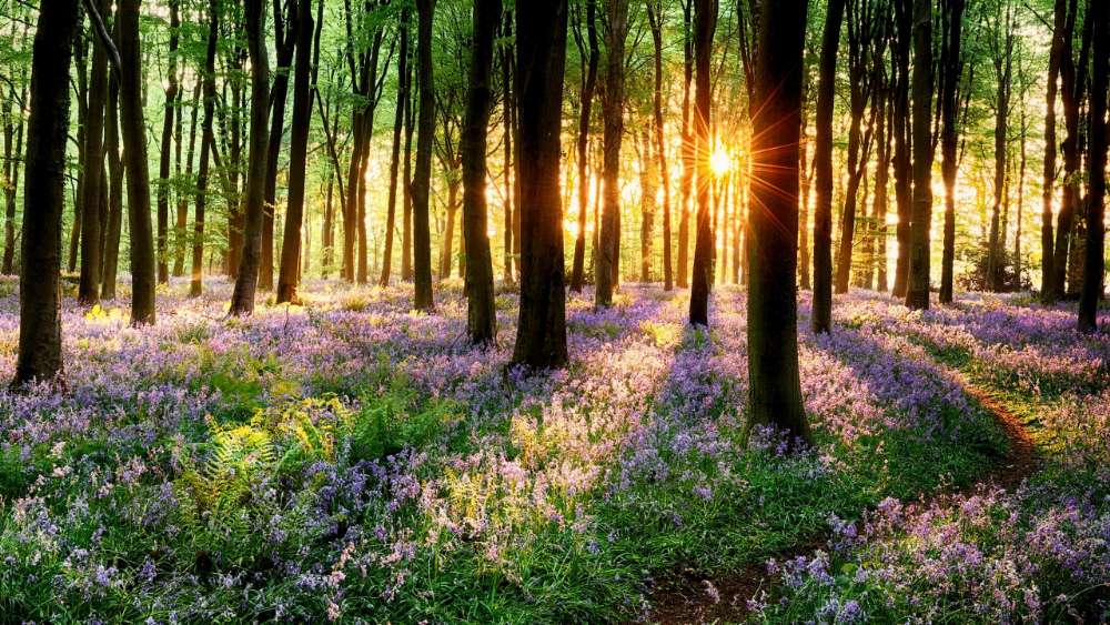 Spring Forest at Sunset Glow wallpaper
