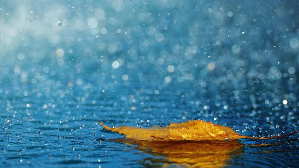 Autumn Raindrop Serenity wallpaper