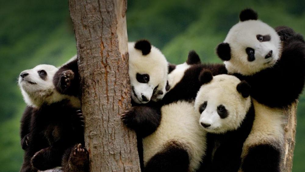 Panda Family Tree Gathering wallpaper