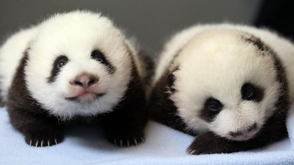 Adorable Panda Pair in Cozy Cuddle Moment wallpaper