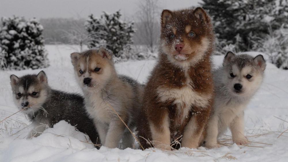 Husky Puppies Enjoying a Winter Wonderland wallpaper