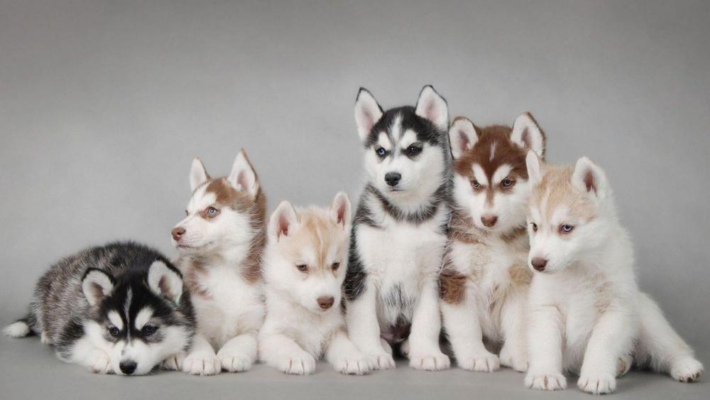 Adorable Husky Puppies Lined Up wallpaper