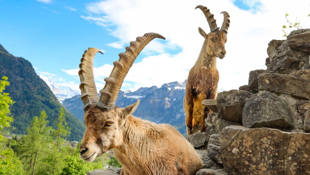 Alpine ibex in Swiss Alps (Interlaken, Switzerland) wallpaper