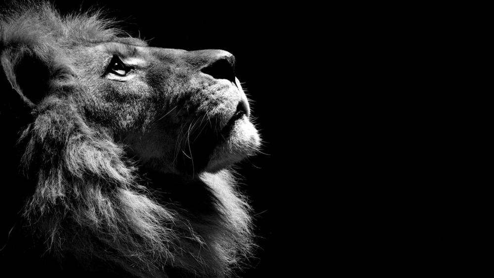 Majestic Lion in Monochrome Essence wallpaper