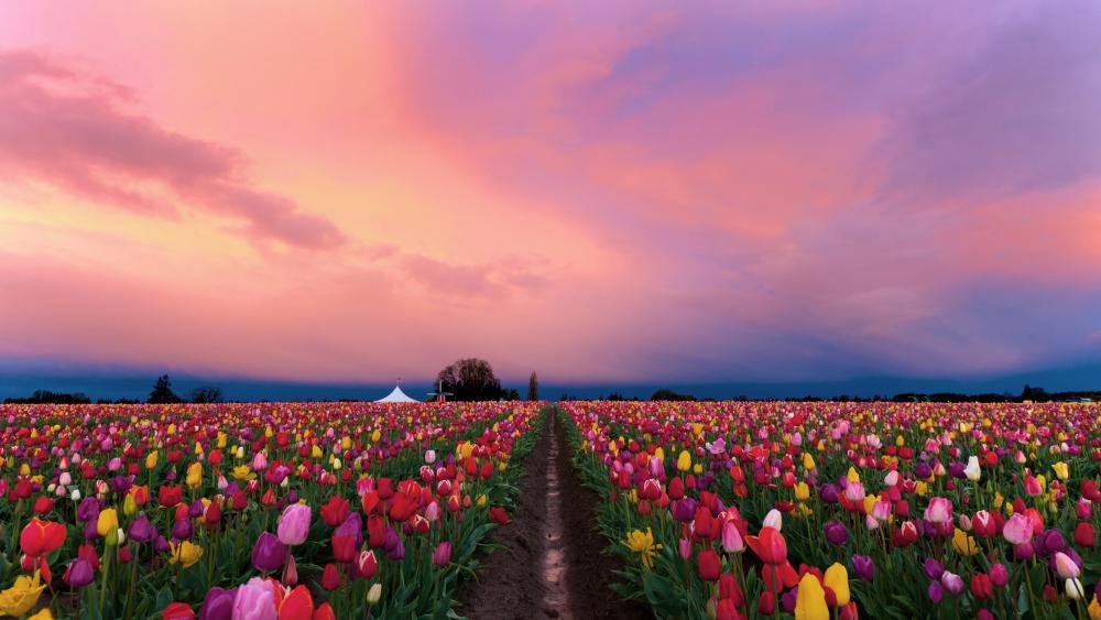 Sunset Over a Vibrant Tulip Field wallpaper