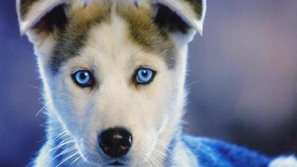 Blue-Eyed Husky Pup Warming Hearts wallpaper