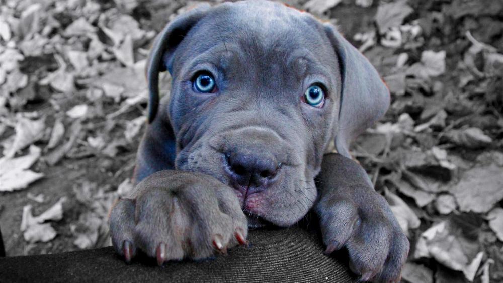 Adorable Blue-Eyed Cane Corso Puppy wallpaper