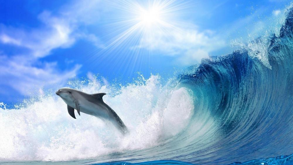 Dolphin Leap Under Radiant Sun wallpaper