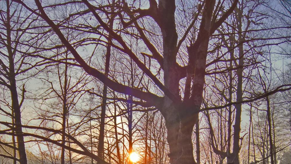 Serene Sunset Through Leafless Trees wallpaper