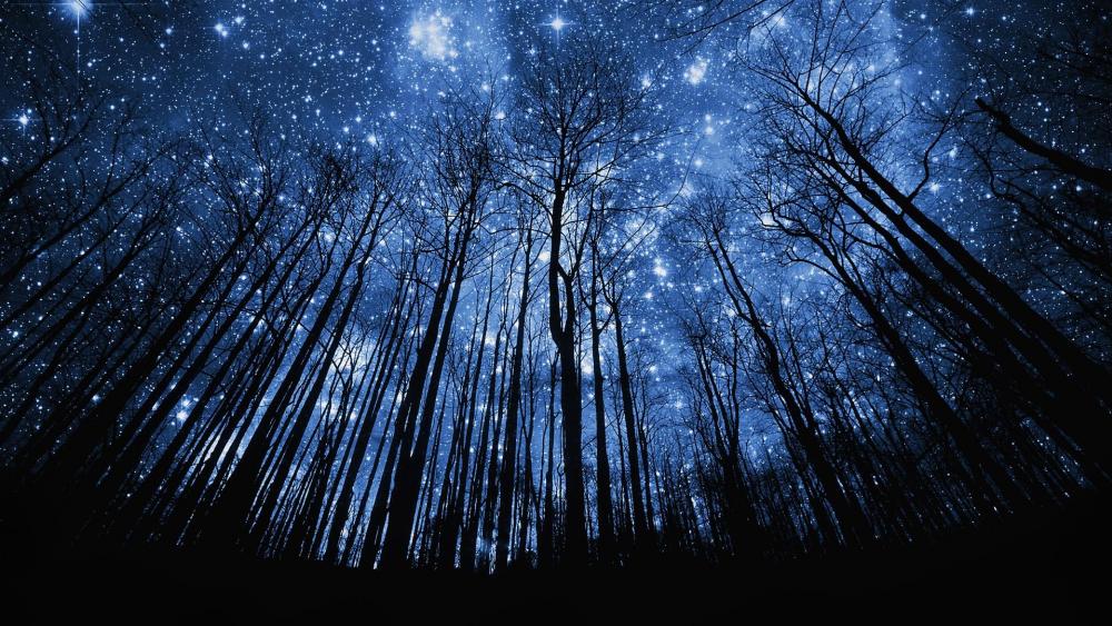 Enchanted Forest Under Starlit Canopy wallpaper
