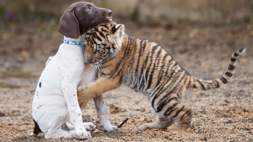 Tiger Cub and Puppy Tender Moment wallpaper