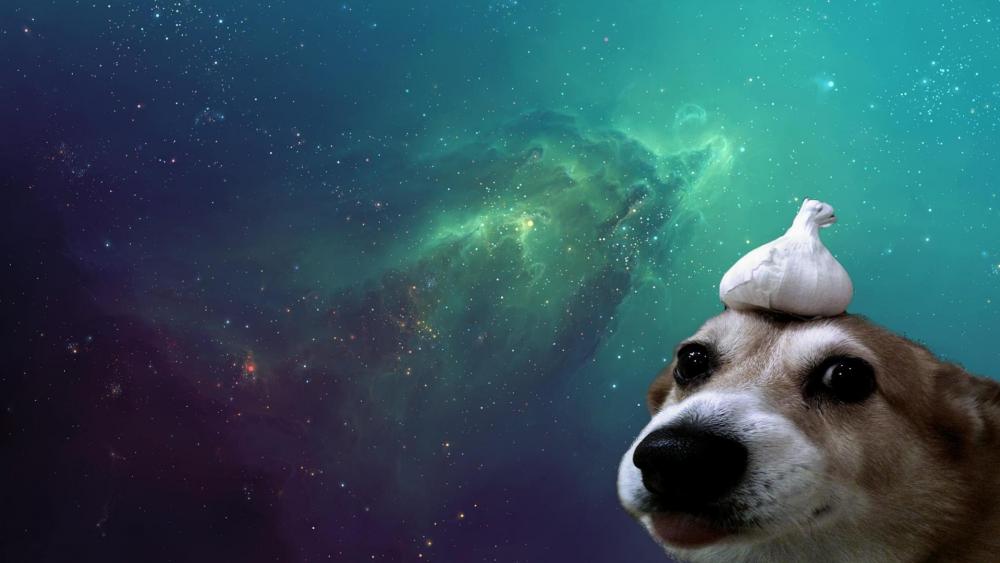 Cosmic Canine Adventure with Space Pigeon wallpaper
