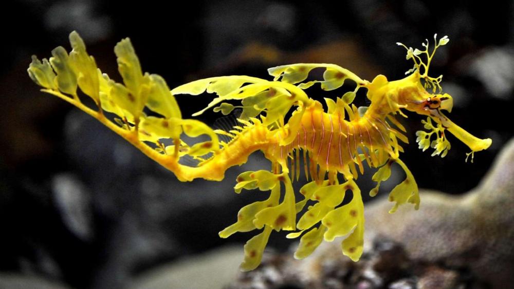 Majestic Leafy Seadragon Underwater Wonder wallpaper