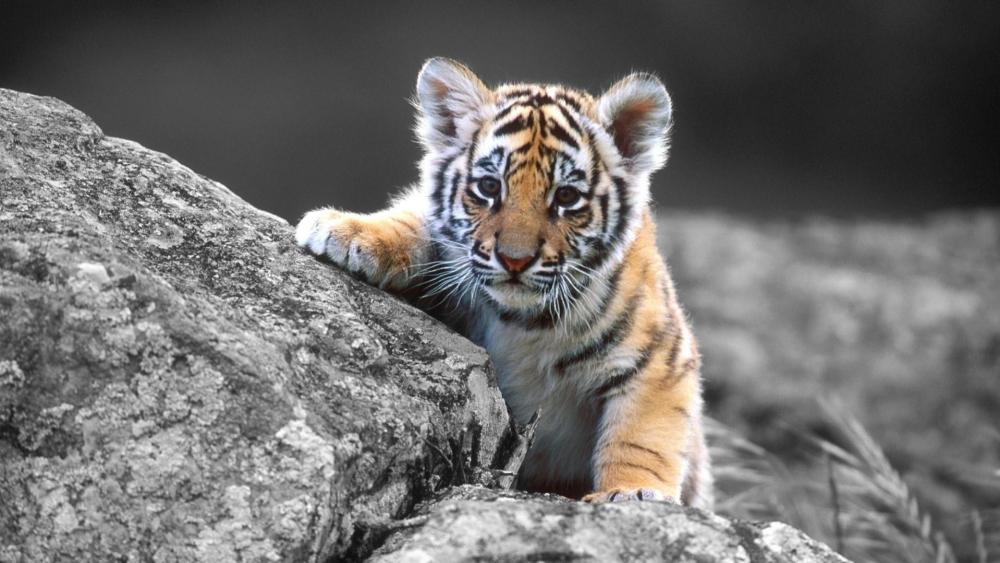 Peeking Tiger Cub in Black and White wallpaper