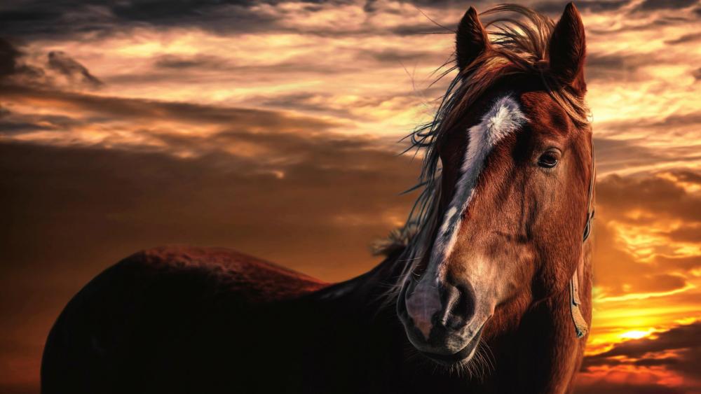 Majestic Horse Against a Fiery Sunset Sky wallpaper