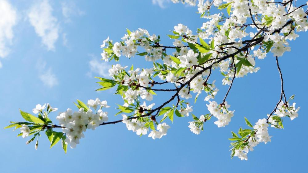 Blossoming Spring Delight Under Blue Sky wallpaper