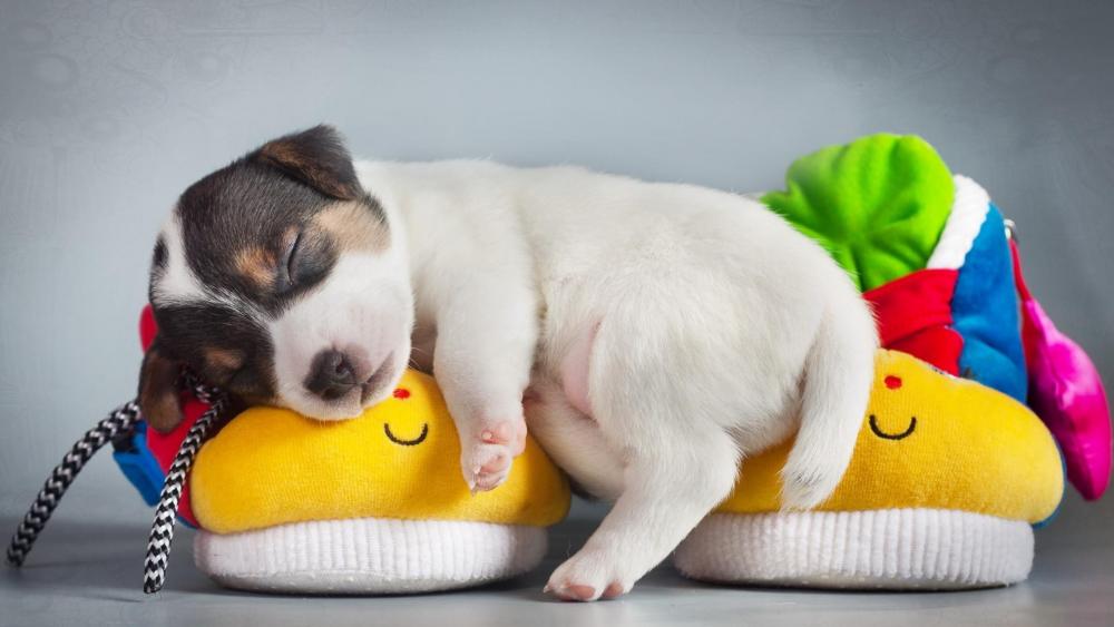 Puppy Slumber on Plush Toy Shoes wallpaper