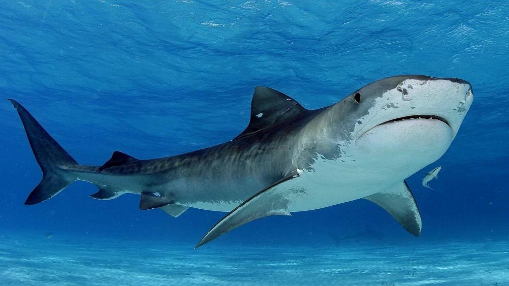 Majestic Tiger Shark in Clear Blue Waters wallpaper