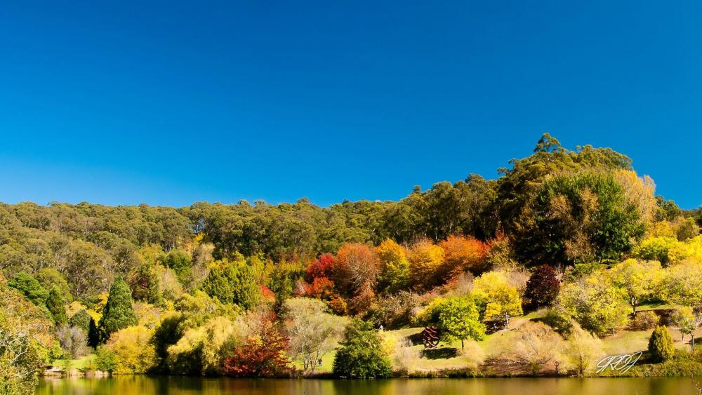 Vibrant Autumn Serenity in Nature's Embrace wallpaper