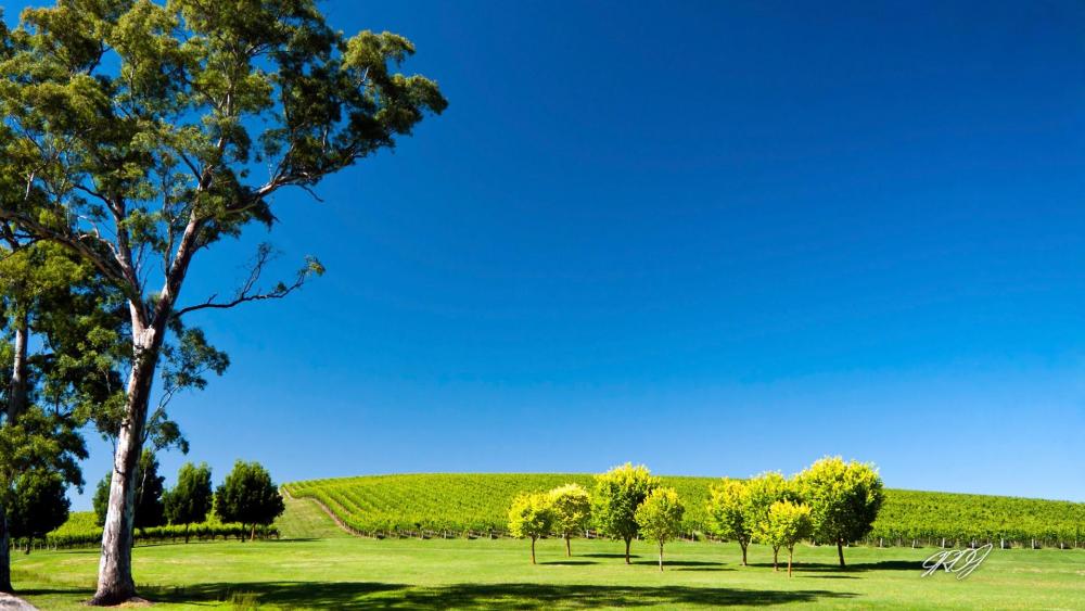 Verdant Vineyard Under Clear Blue Sky wallpaper