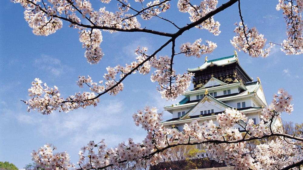 Springtime Bloom at Japanese Castle wallpaper