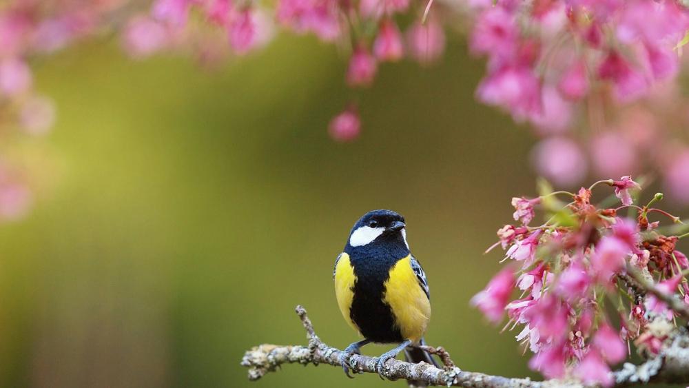 Springtime Serenade by a Feathered Friend wallpaper