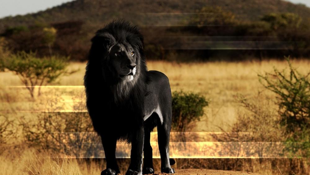 Majestic Black Lion of the Savanna wallpaper