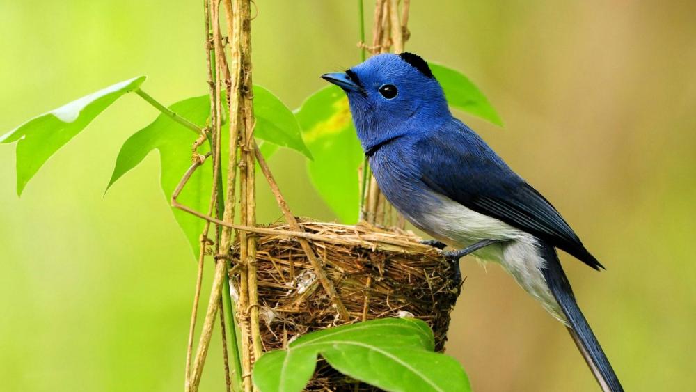 Blue Bird Guardian of the Nest wallpaper