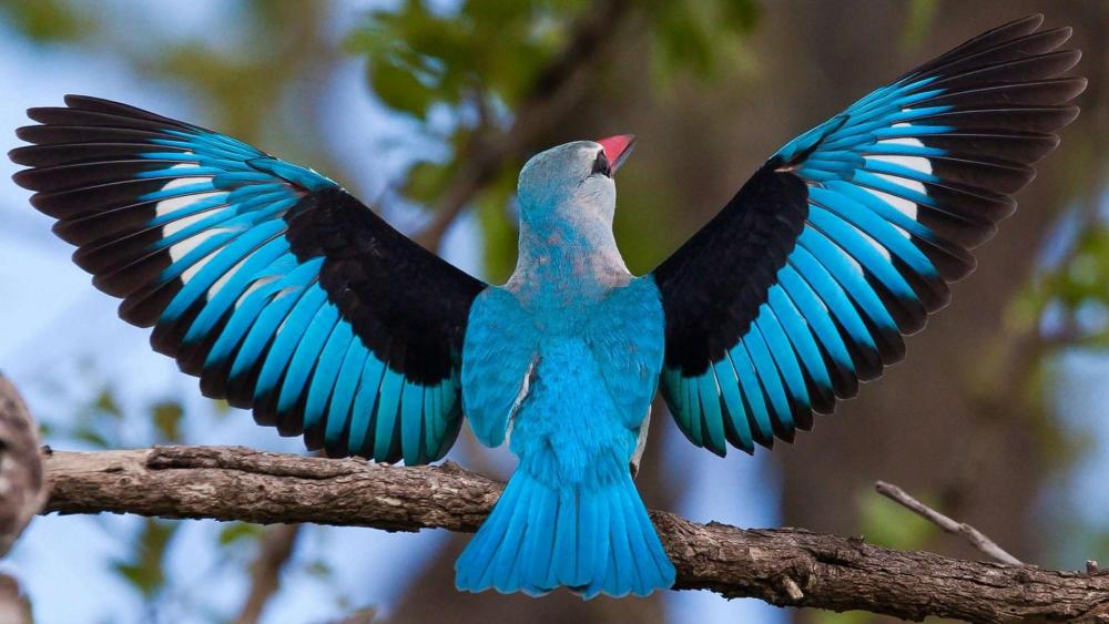 Majestic Blue Bird Spreads Its Wings wallpaper