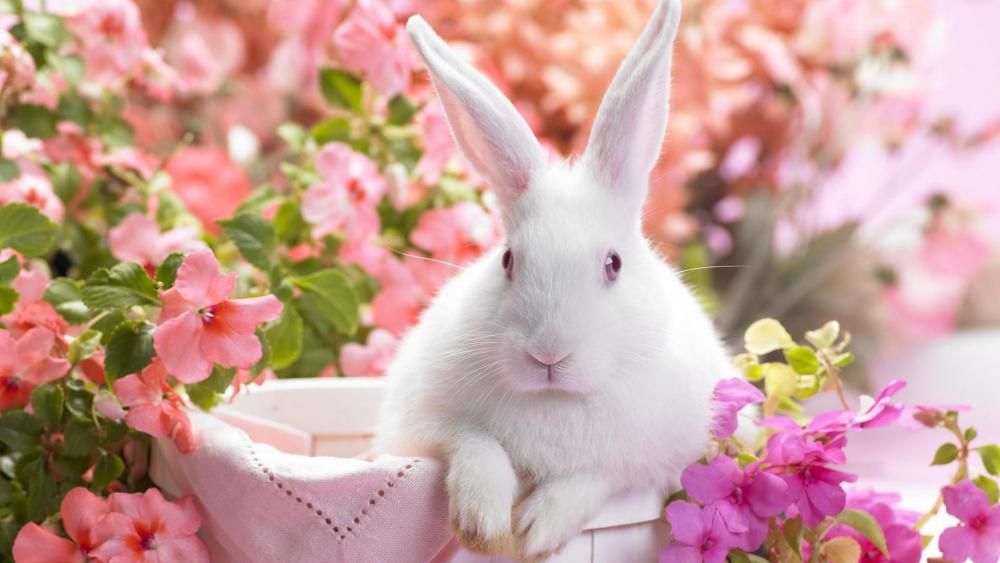 Easter Bunny Amidst Spring Blossoms wallpaper