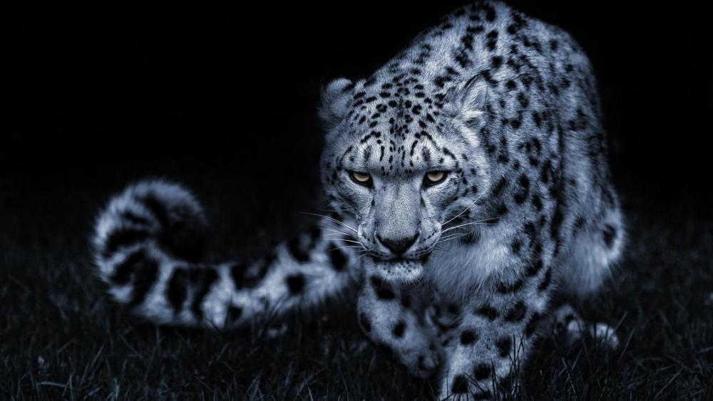 Prowling Snow Leopard under Moonlight wallpaper