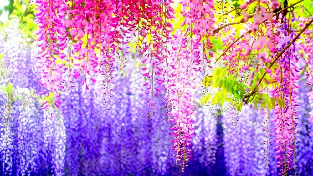 Spring Wisteria Waterfall Bliss wallpaper