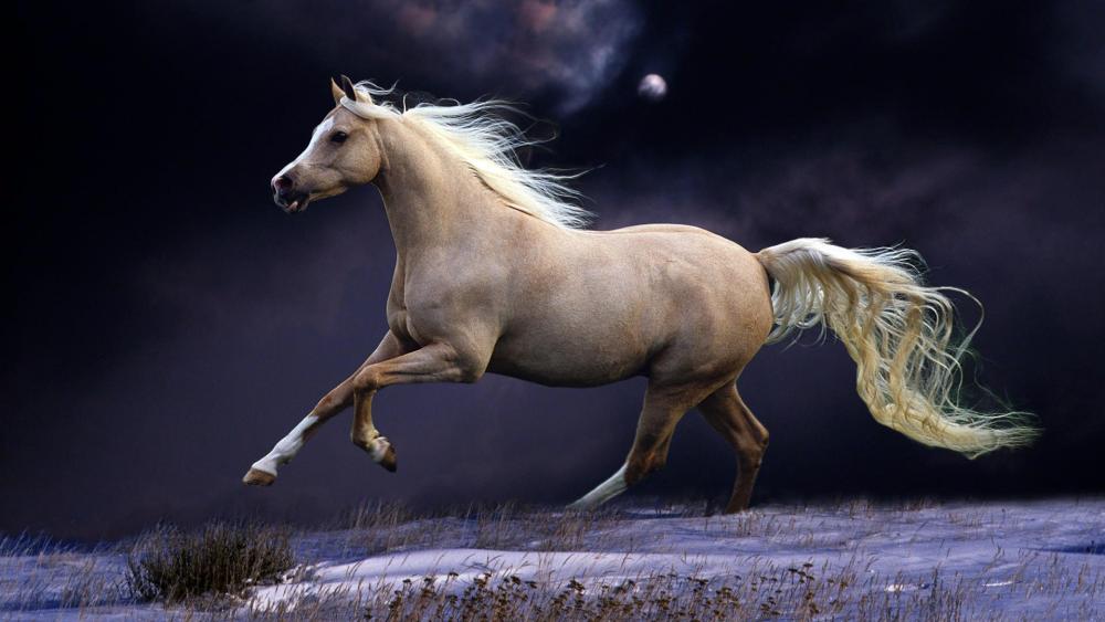 Majestic Horse Gallop Under Moonlit Sky wallpaper