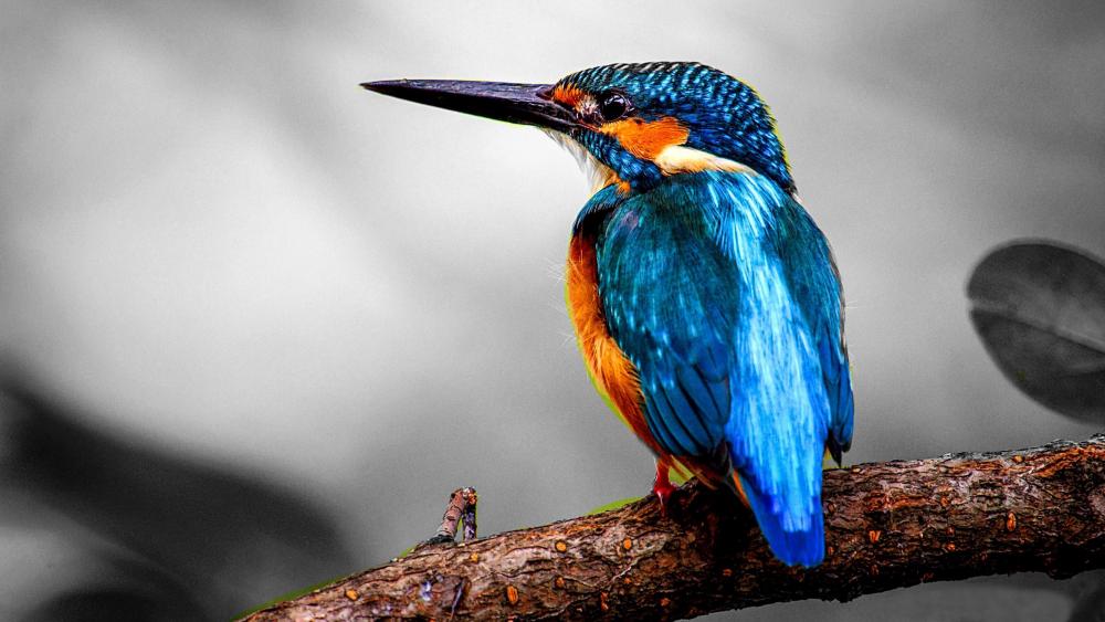 Vivid Blue Kingfisher Perched Elegantly wallpaper