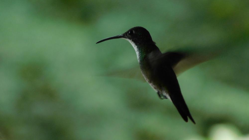 Graceful Hummingbird in Flight wallpaper