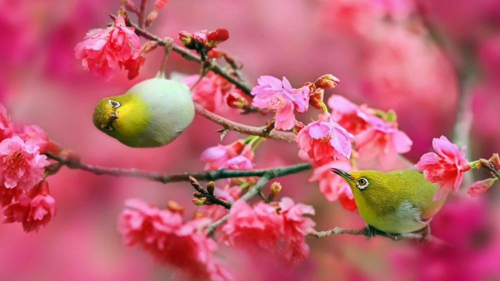 Springtime Serenade with Blossoms and Birds wallpaper