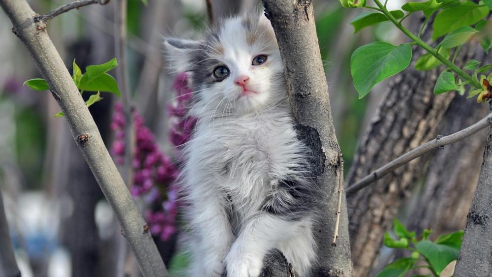 Kitten Peekaboo in a Blossoming Garden wallpaper