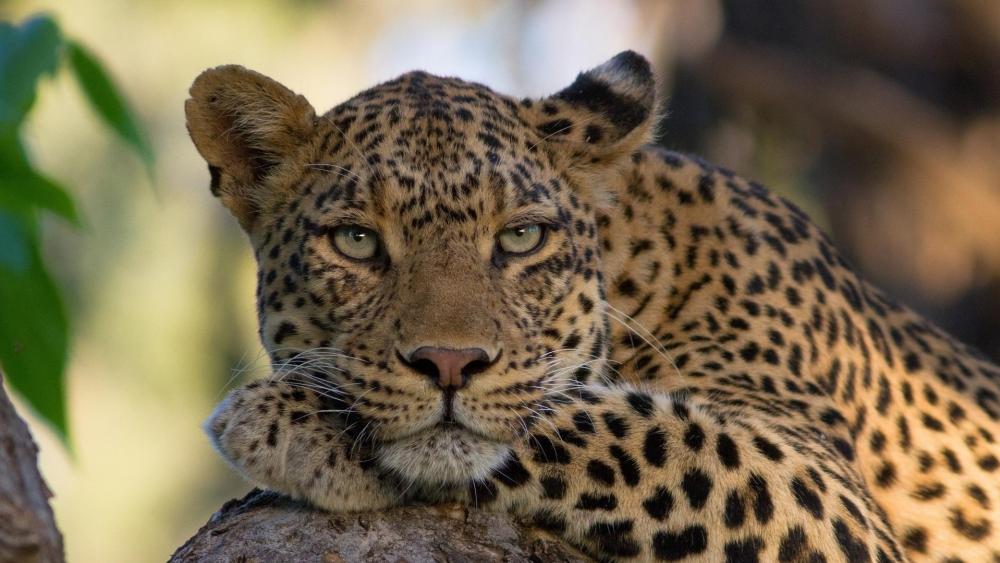 Majestic Leopard Lounging in Tree wallpaper