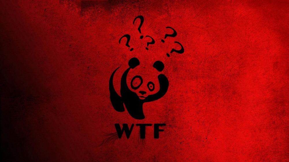 Bewildered Panda Expresses Surprise wallpaper