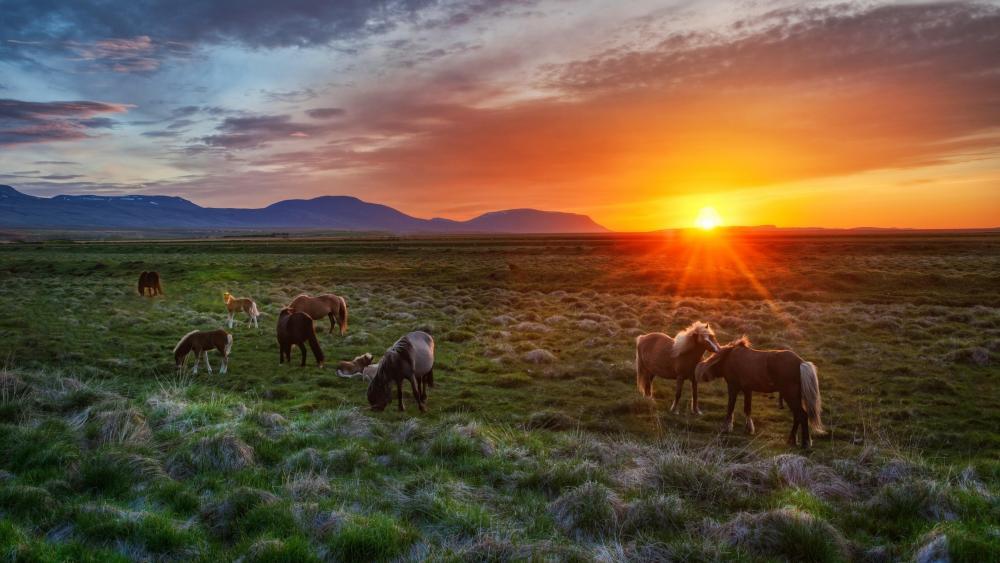 Wild Horses at Sunset Serenity wallpaper