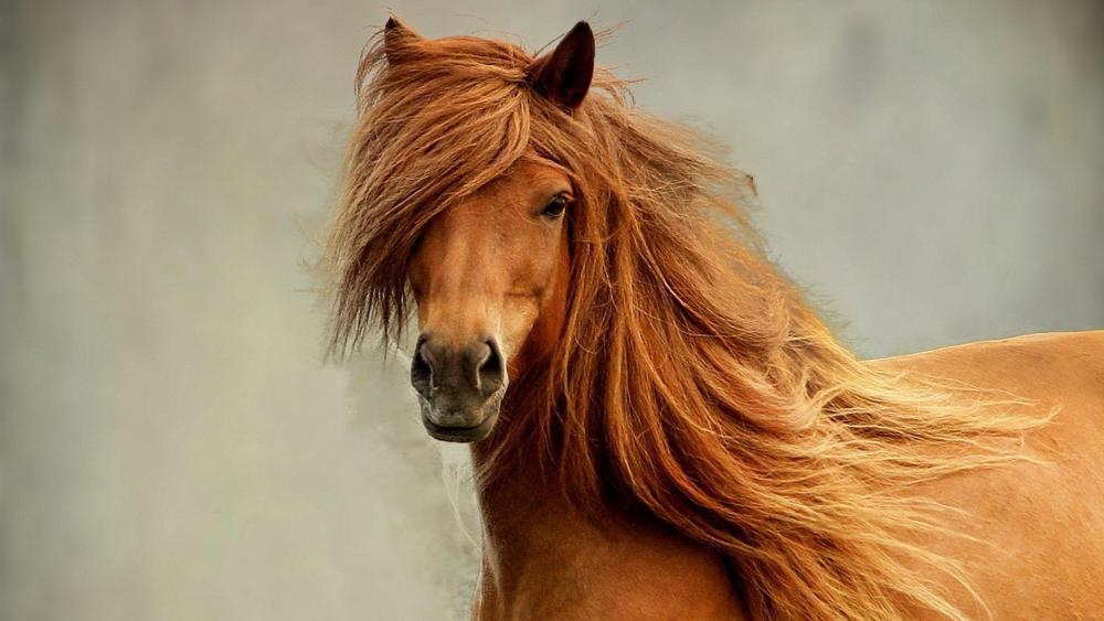 Majestic Chestnut Horse with Flowing Mane wallpaper